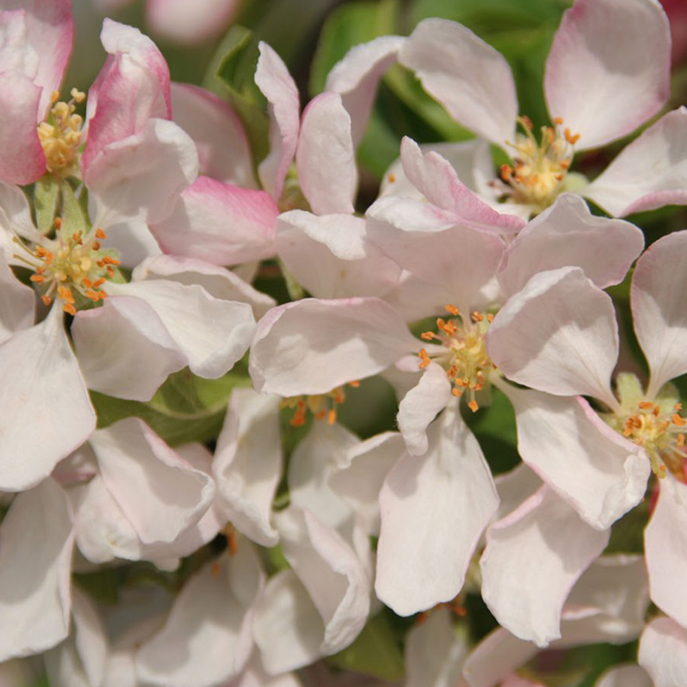 Malus Sun Rival | Weeping Crab Apple | Ornamental Garden Tree | 5-6ft ...