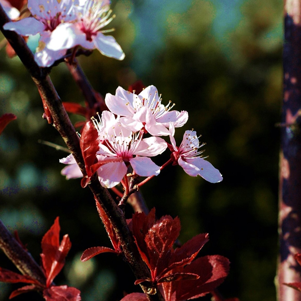 Prunus cerasifera Nigra | Purple Leaved Plum | Ornamental Garden Tree ...