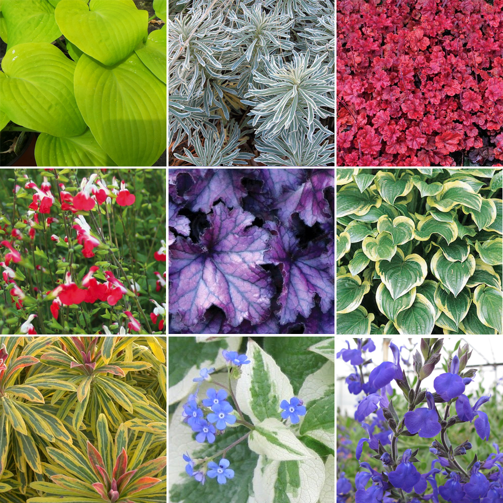 3 X Herbaceous Plant Mix High Quality Established Plants in Pots UK