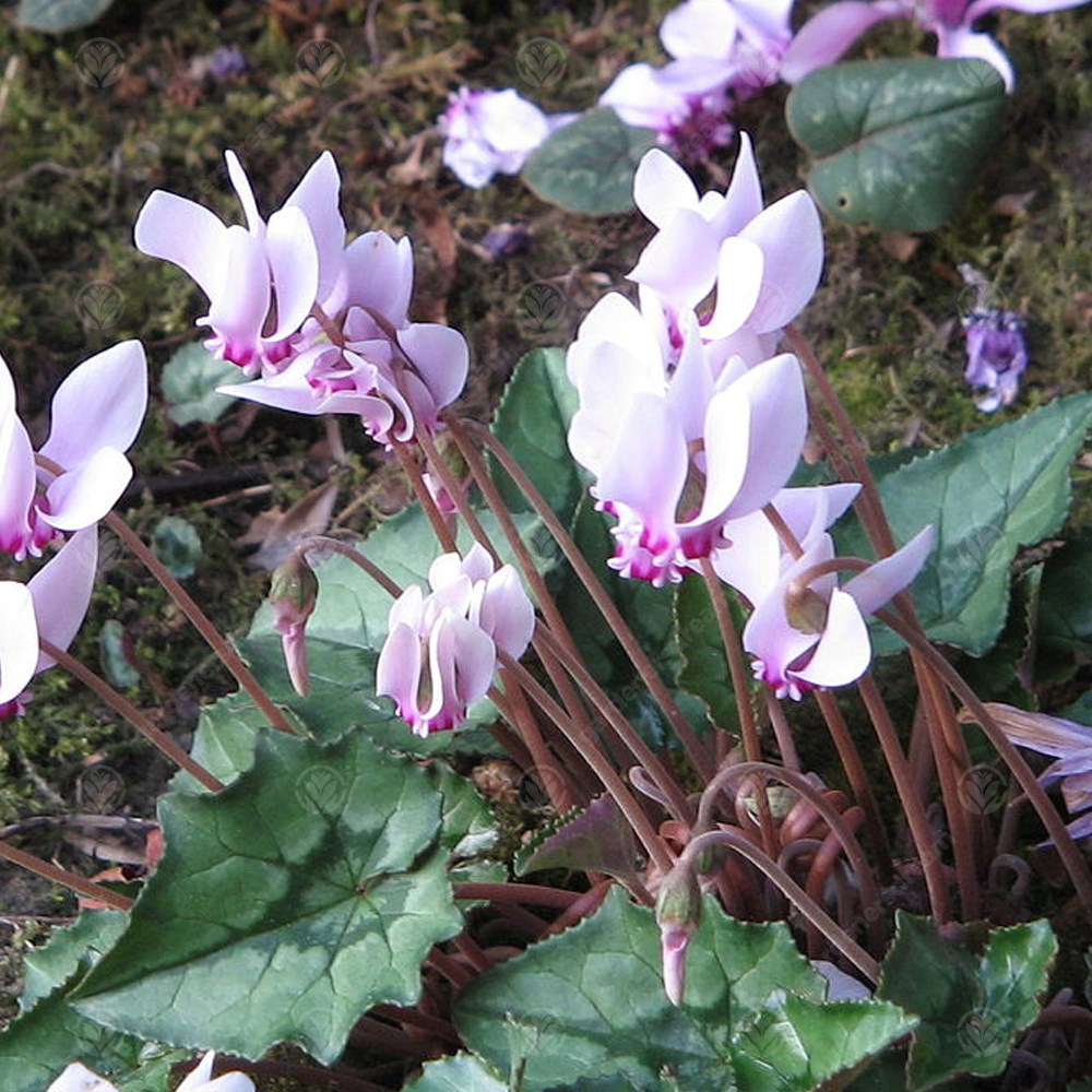 Cyclamen Hederifolium Early Spring Flowering Garden Bulbs