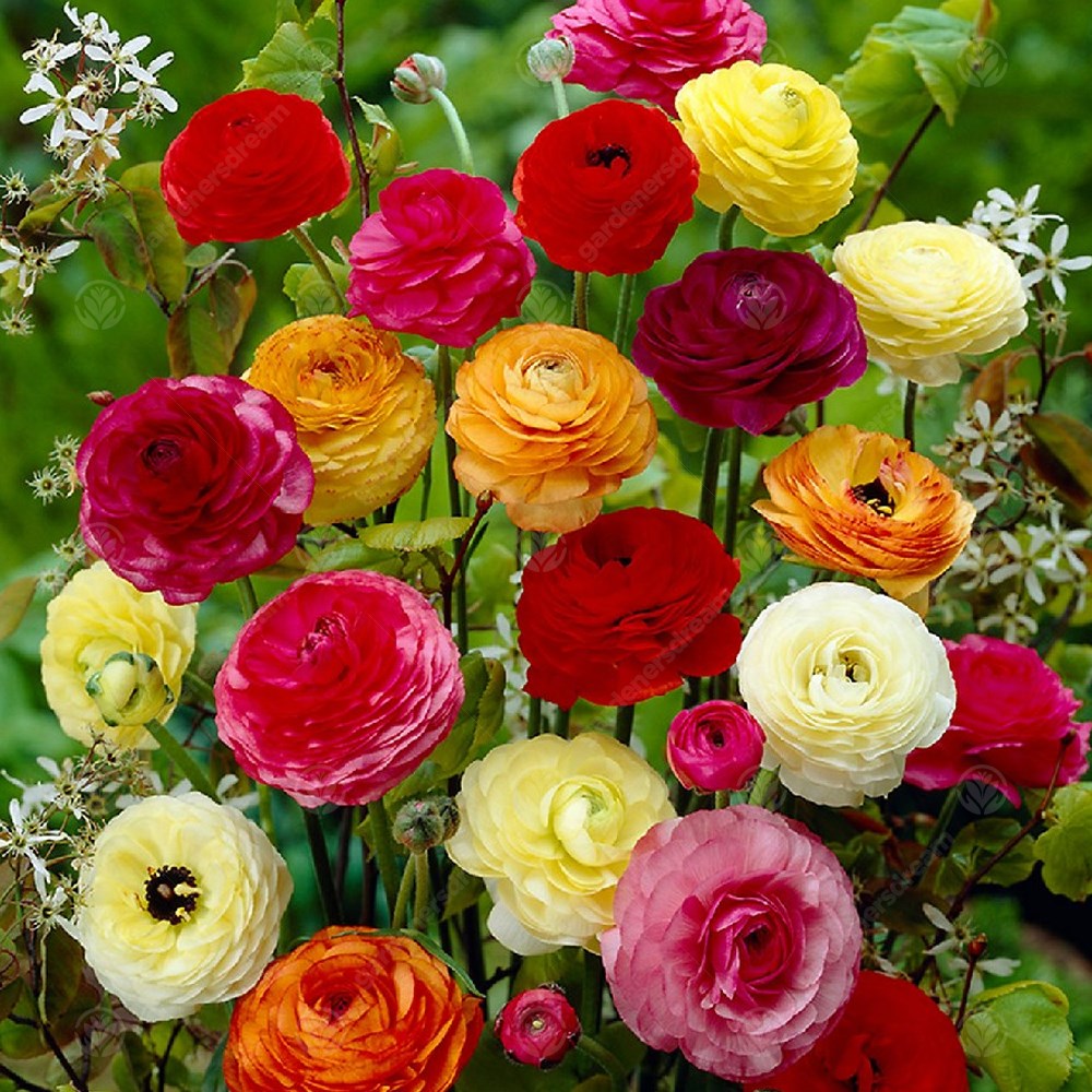 Ranunculus Early Spring Flowering Garden Bulbs Indoor