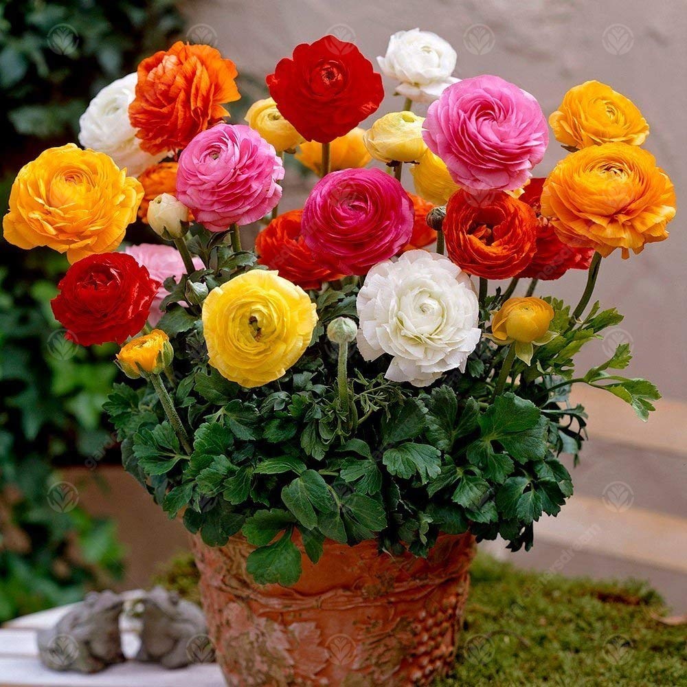 Ranunculus Early Spring Flowering Garden Bulbs Indoor