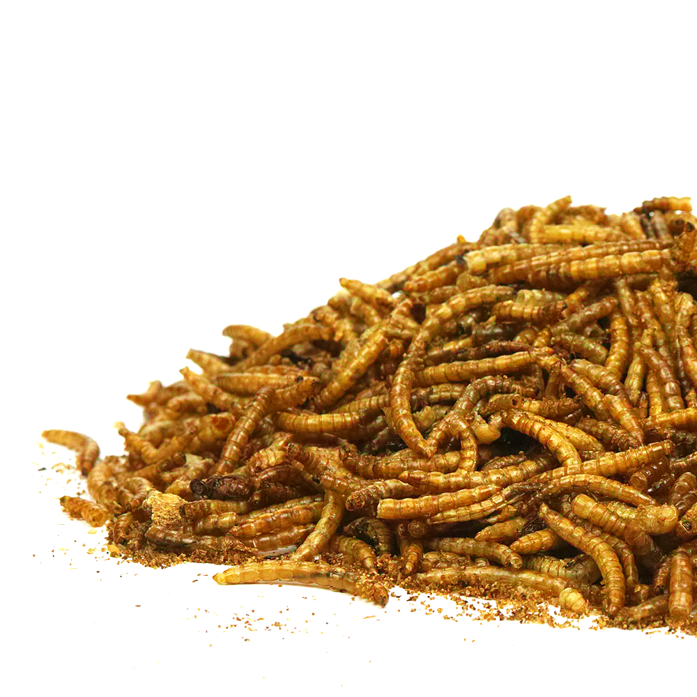 GardenersDream Dried Mealworms Nutritious Wild Garden Bird Food