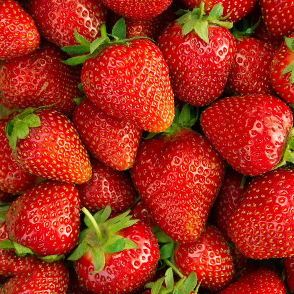 Strawberry �Elsanta� Bare Root High Yield Mid Season Fruit