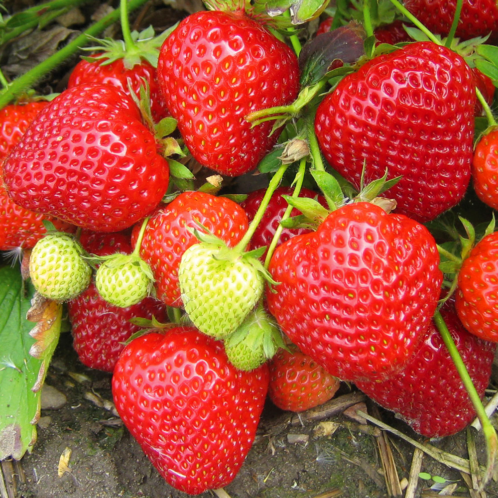 Strawberry 'Flamenco' Bare Root Everbearer Garden Bush Fruit Plants | eBay