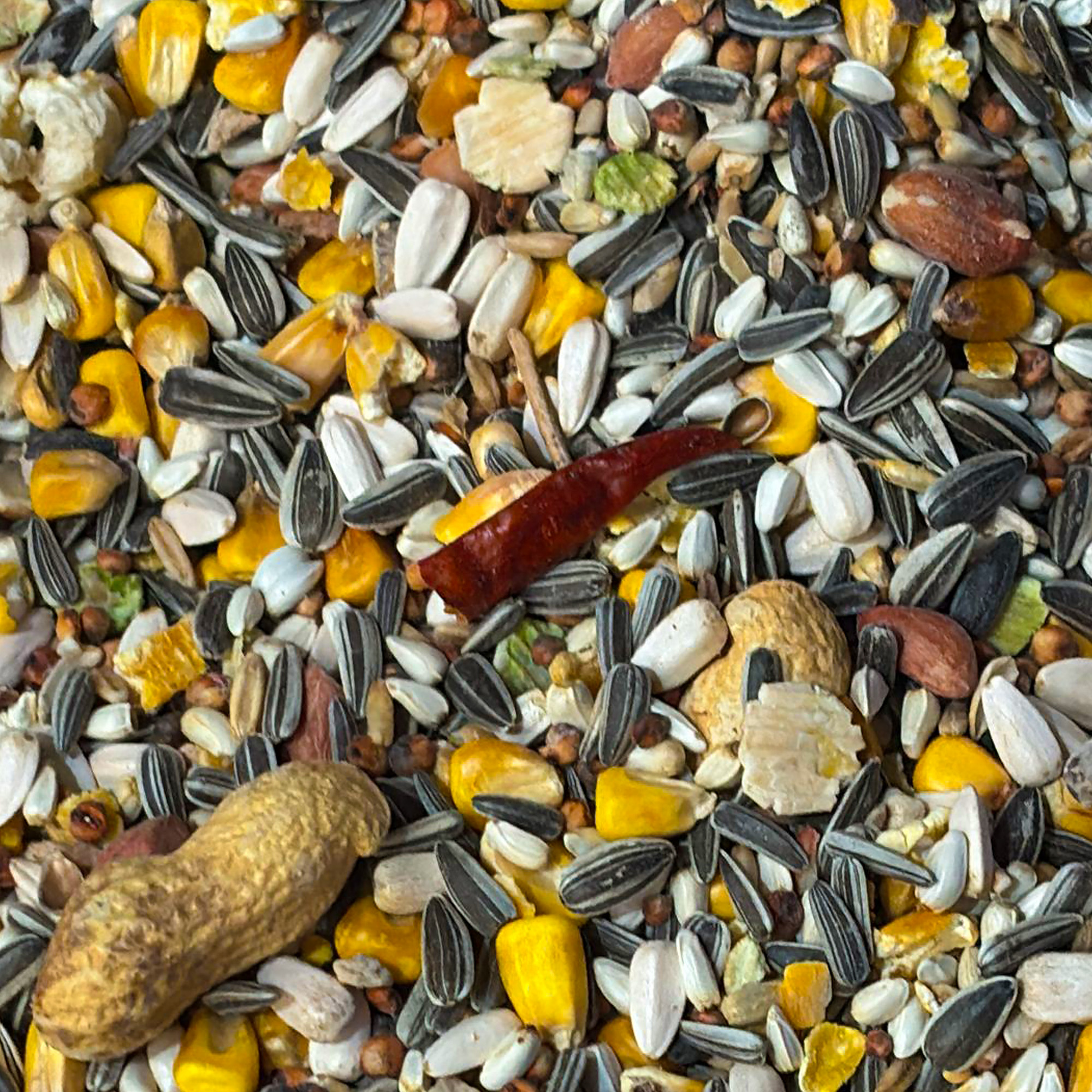 GardenersDream NO1 Parrot Food - High Energy Bird Nut Seed Oat Feed Tub Mix - Picture 7 of 25