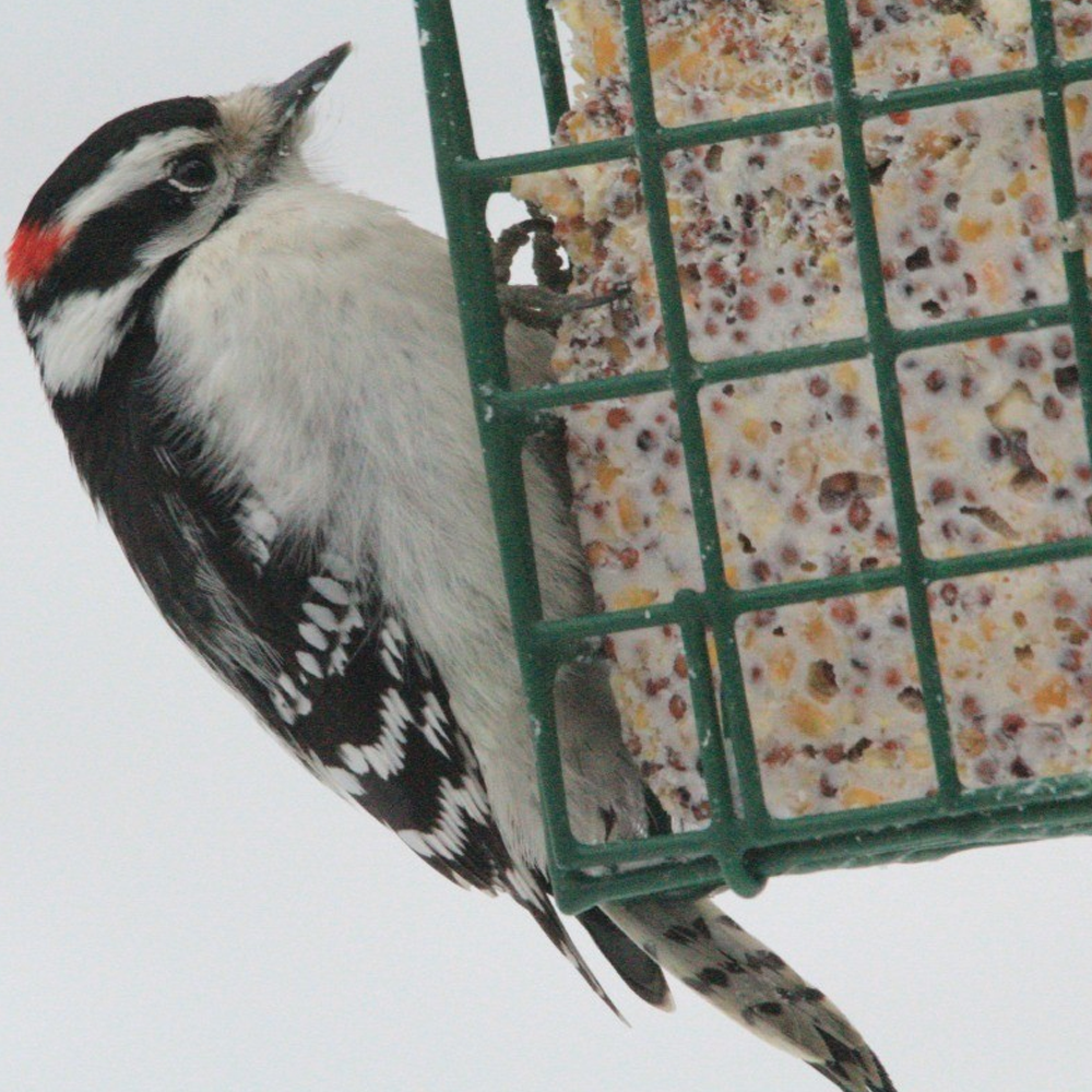 BusyBeaks Suet Fat Blocks Premium Grade High Protein Bird Food For