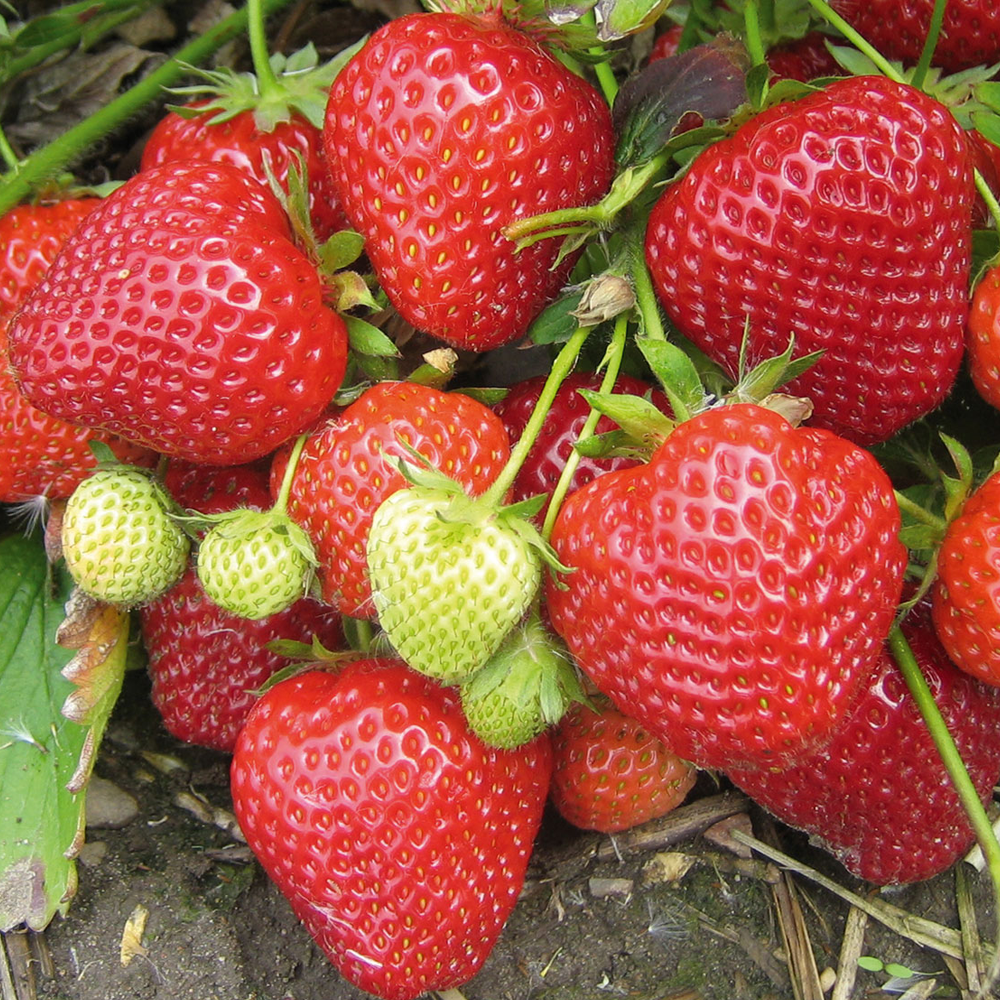 Strawberry 'Red Gauntlet' Hardy Garden Fruit Plant Bushes | 9cm Pot | eBay