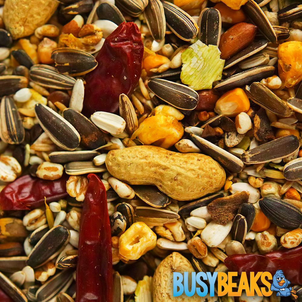 BusyBeaks African Grey Parrot Food - High Energy Bird Nuts Seeds Oats Feed Mix - Picture 8 of 46