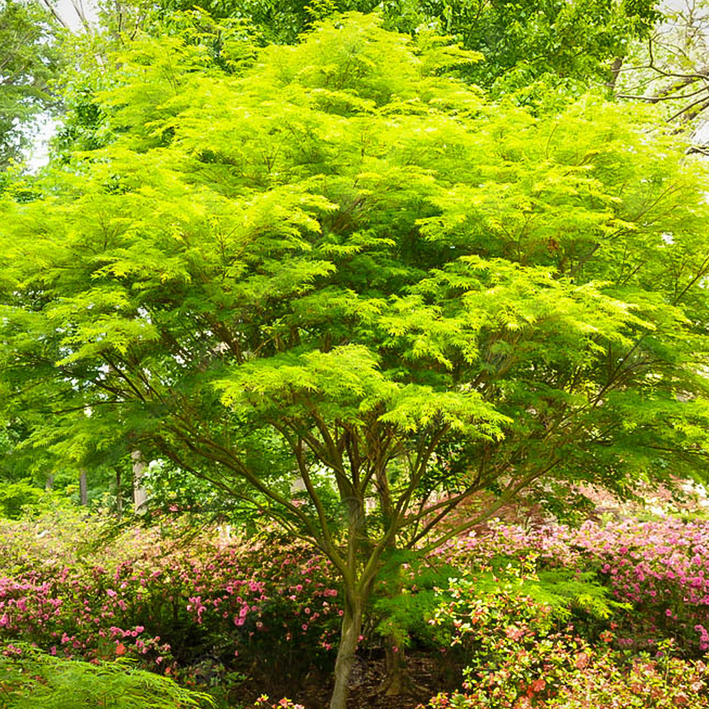 Acer palmatum �Seiryu� Japanese Maple Deciduous Garden