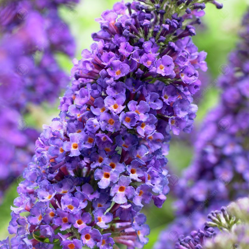 Buddleia davidii 'Empire Blue' Butterfly Bush Scented Garden Shrub