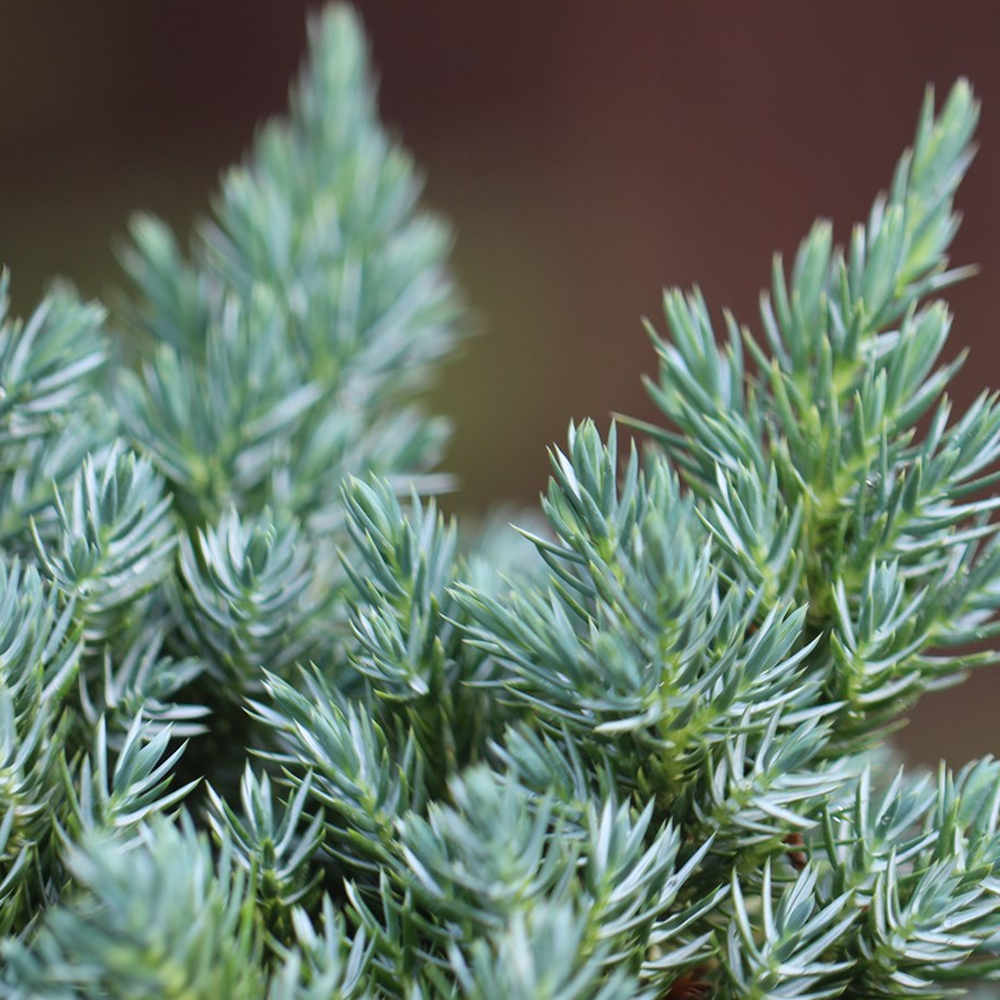Juniperus squamata 'Blue Carpet' Compact Evergreen Conifer Plant 9cm