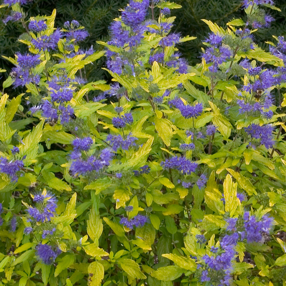 Caryopteris incana �Sunshine Blue� Bluebeard Deciduous