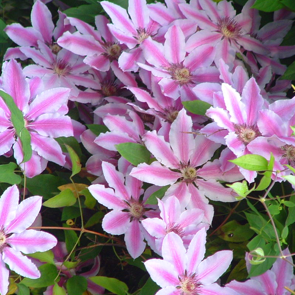 Clematis Nelly Moser Hardy Climber Outdoor Flowering Garden Shrub Plant in Pot - Picture 23 of 28