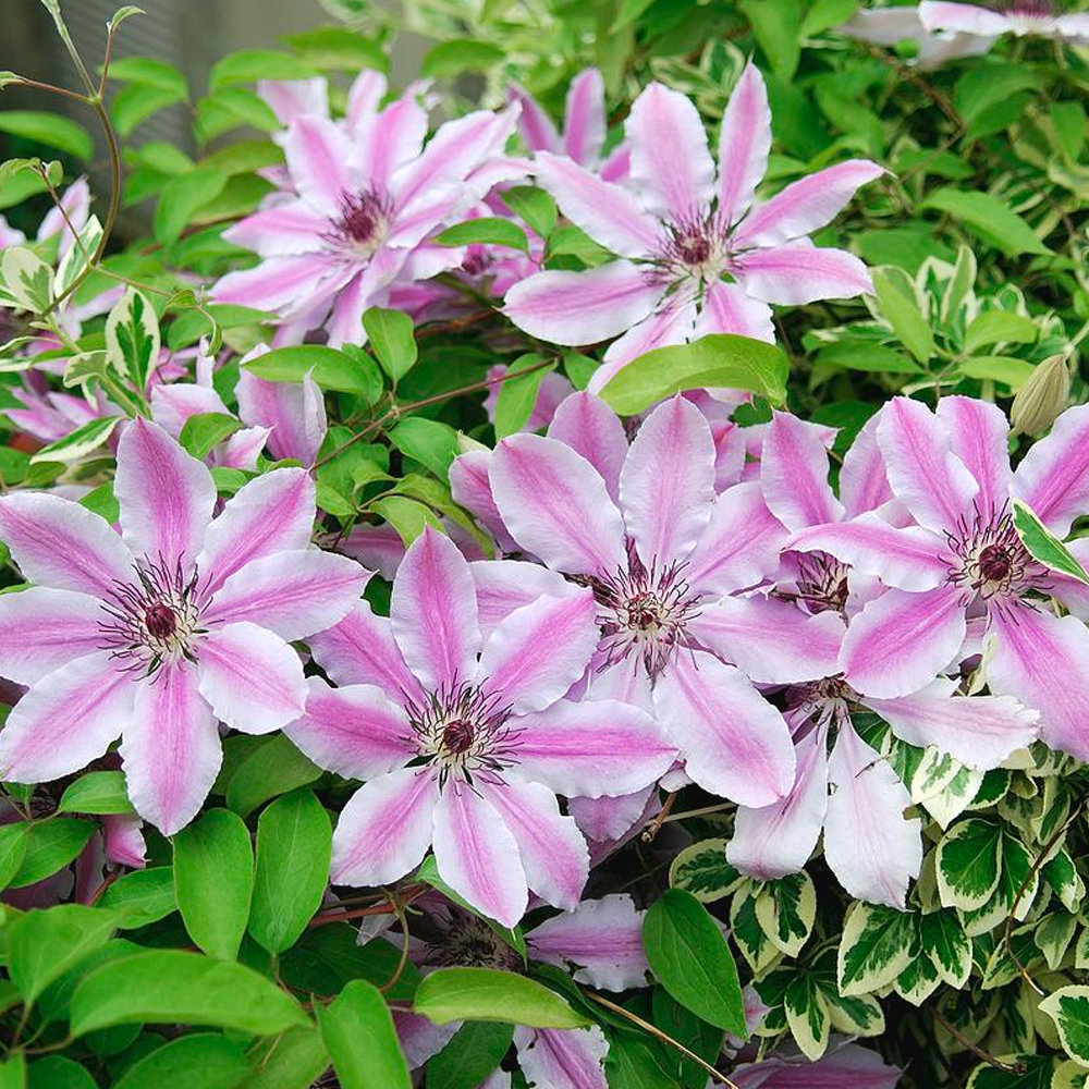 Clematis Nelly Moser Hardy Climber Outdoor Flowering Garden Shrub Plant in Pot - Picture 24 of 28