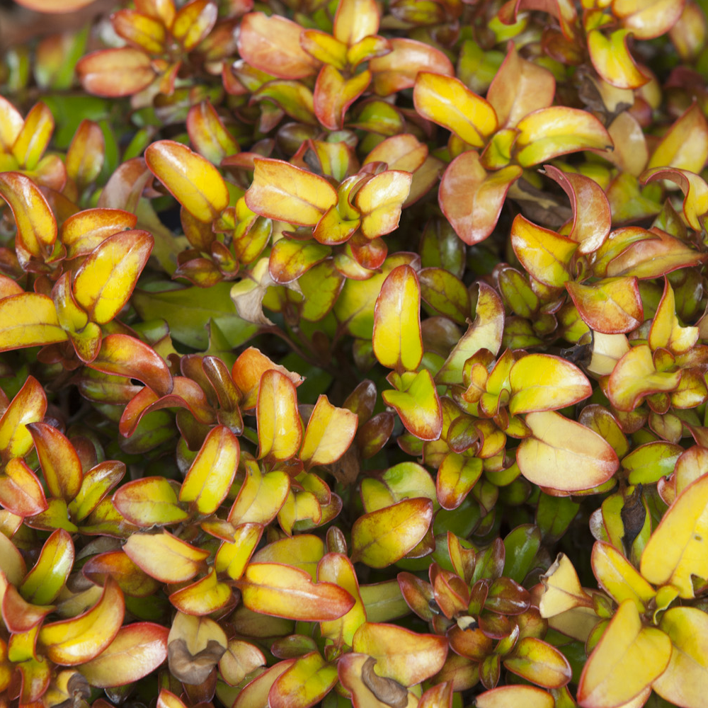 Coprosma repens 'Pina Colada' Colourful Evergreen Bush Garden Shrub ...