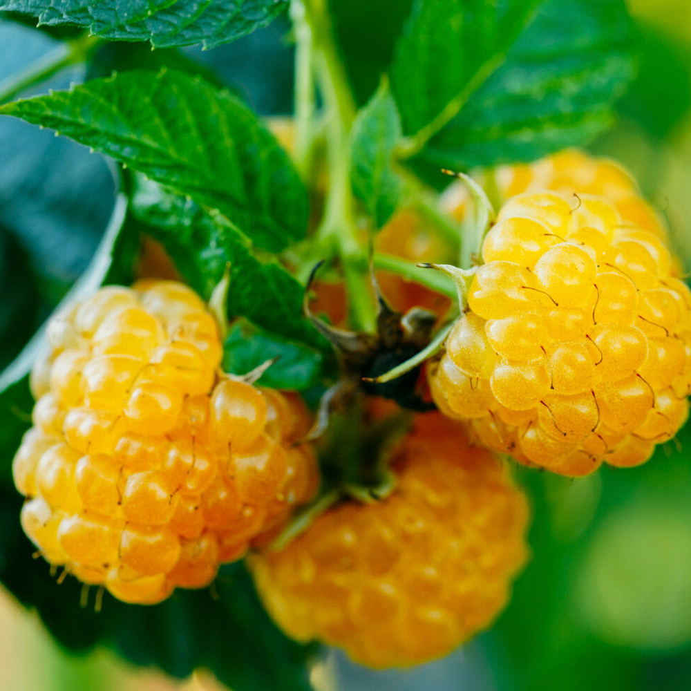 Rubus idaeus 'Fallgold' Deciduous Hardy Raspberry Fruit ...