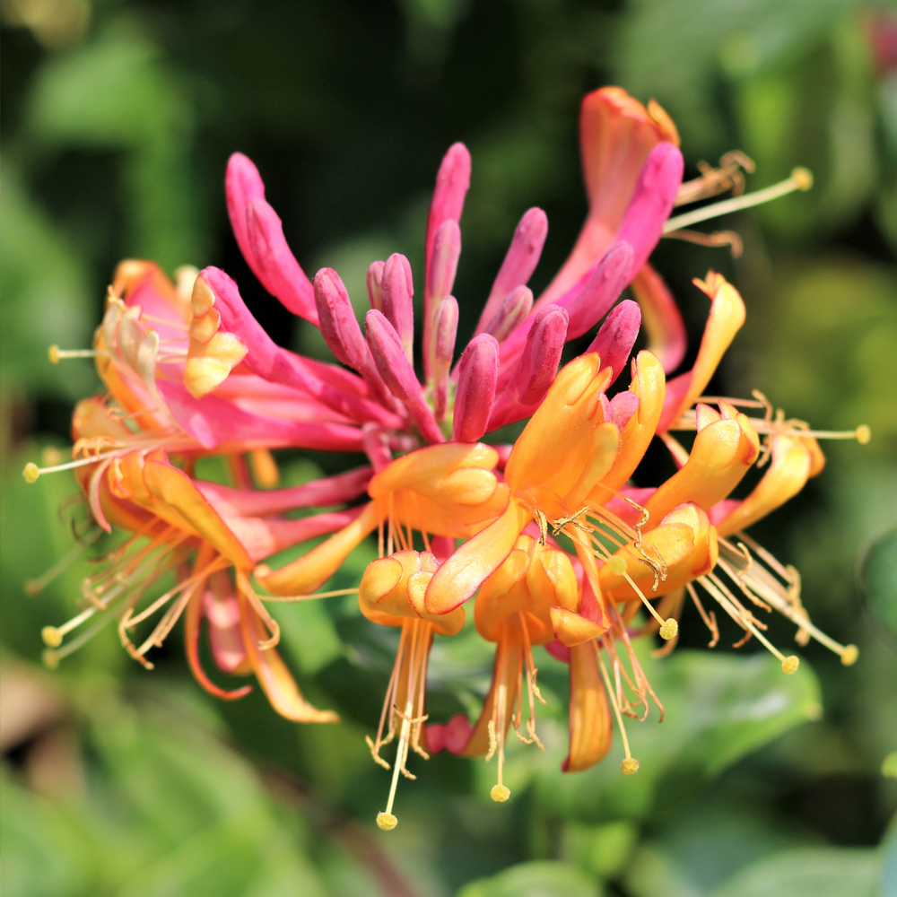 Lonicera 'Gold Flame' Honeysuckle Hardy Outdoor Garden Climber Shrub in Pot