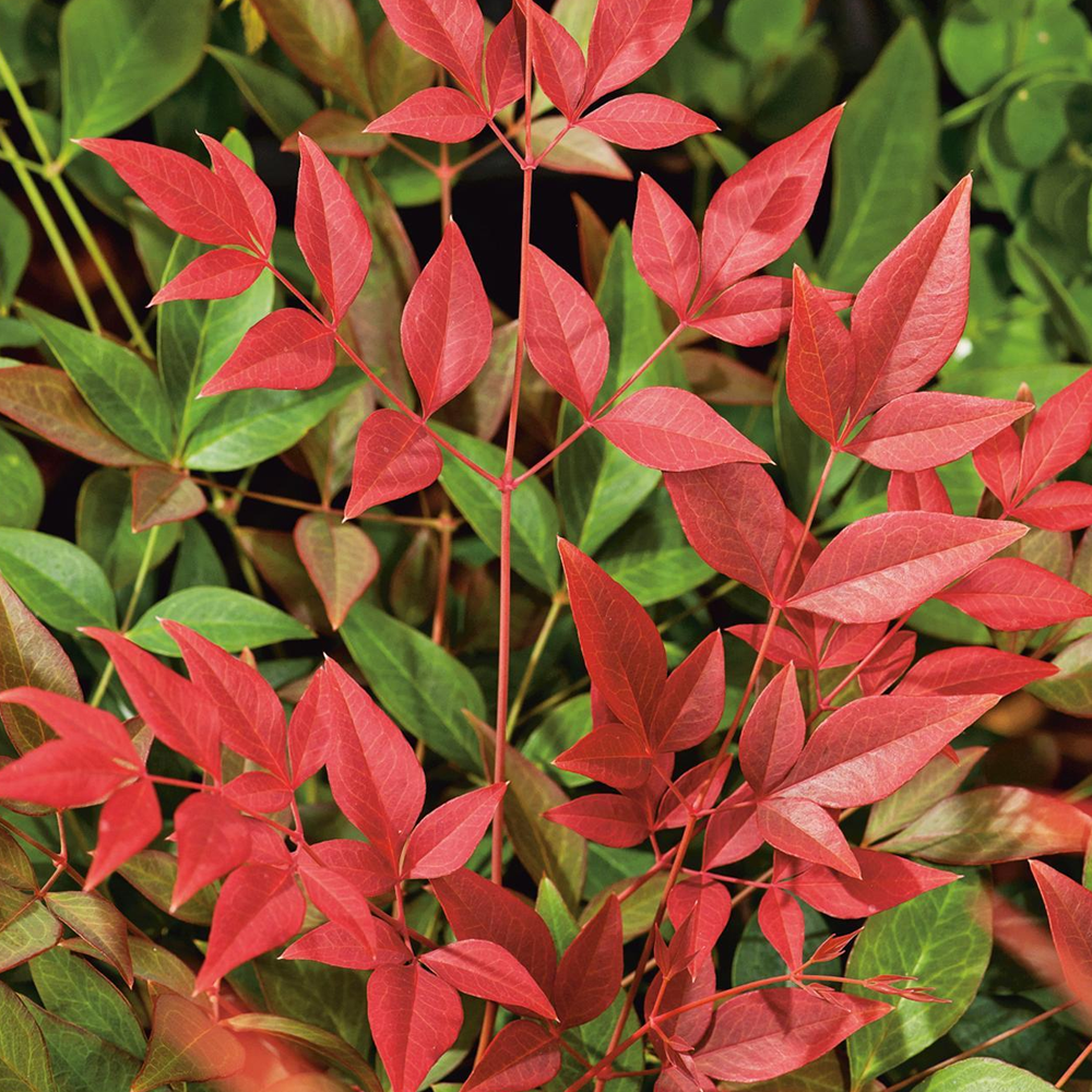 Nandina domestica 'Obsessed' Heavenly Bamboo Hardy Evergreen Shrub ...