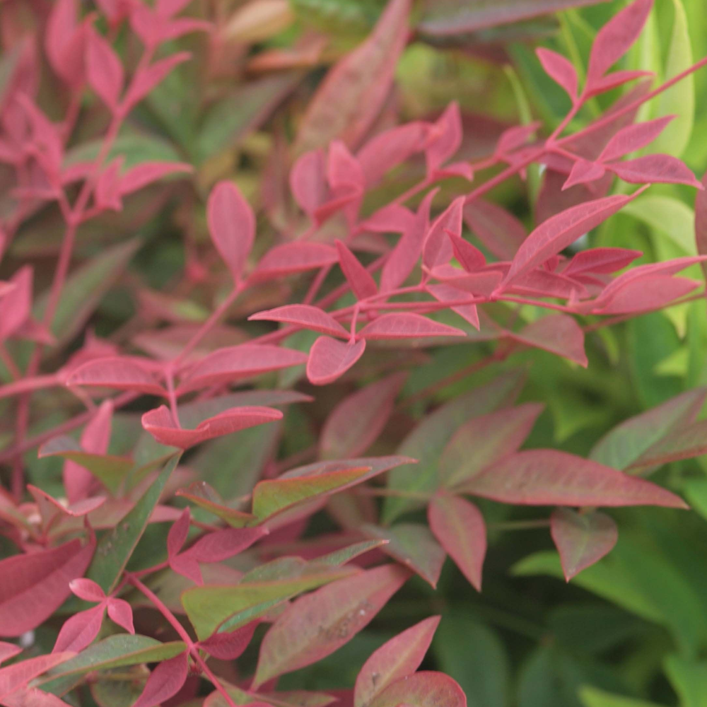 Nandina domestica 