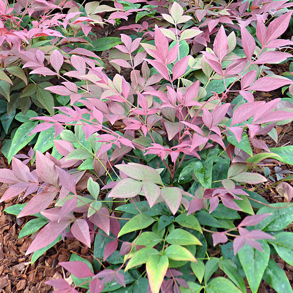 Nandina domestica Obsessed Heavenly Bamboo Hardy Evergreen Shrub 9cm ...