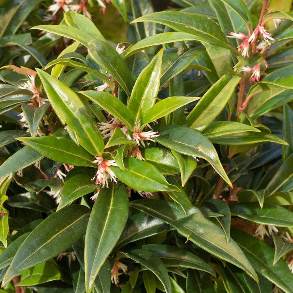 Sarcococca hookeriana 'Winter Gem' Evergreen Hardy Garden Shrub Plant ...