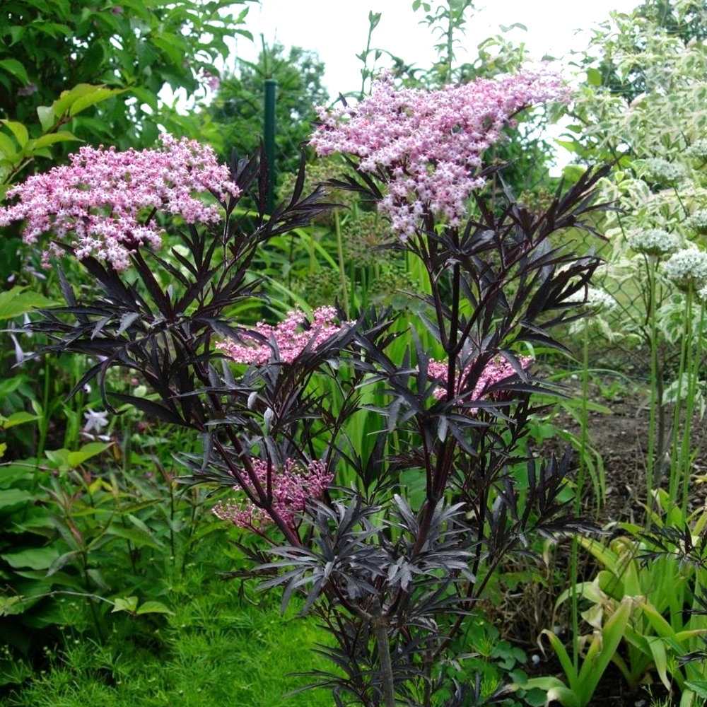 Sambucus nigra �Blue Sheen� Deciduous Hardy Compact Garden