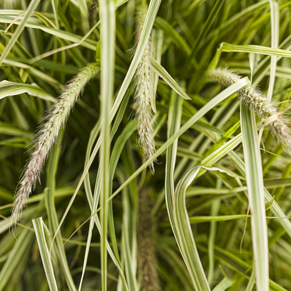 Pennisetum setaceum &lsquo;Sky Rocket&rsquo; Hardy Annual Grass Compact Shrub | 9cm
