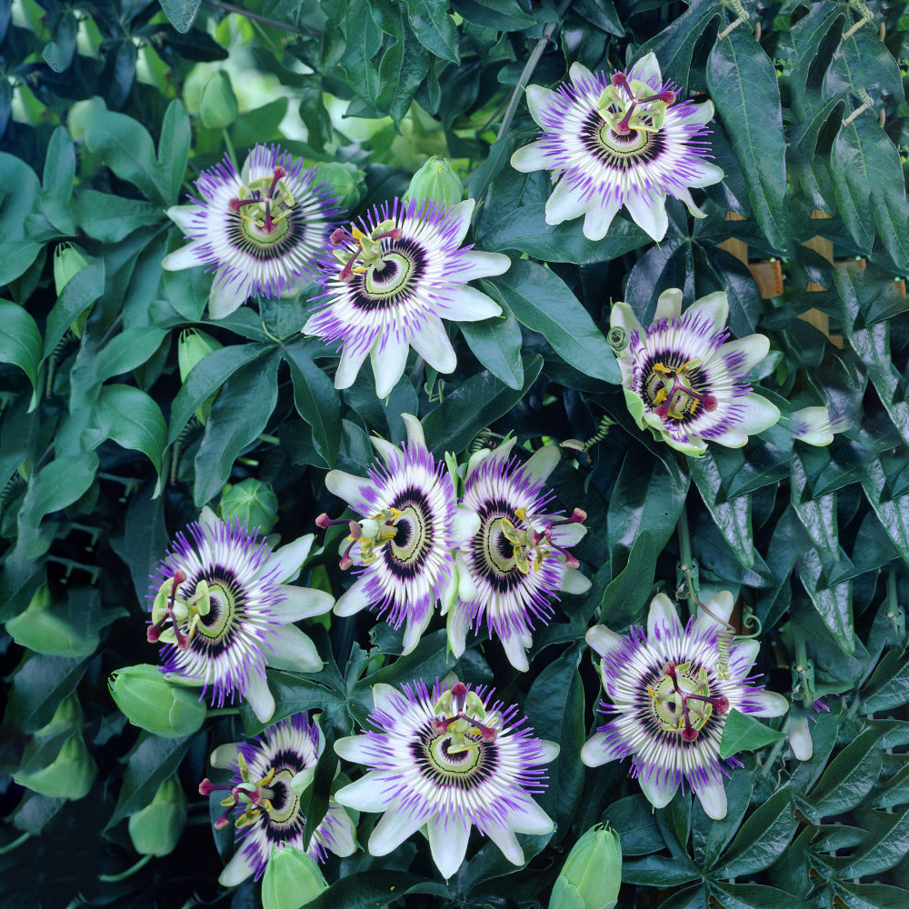 Passiflora 'Caerulea' SemiEvergreen Hardy Compact Garden Shrub 9cm
