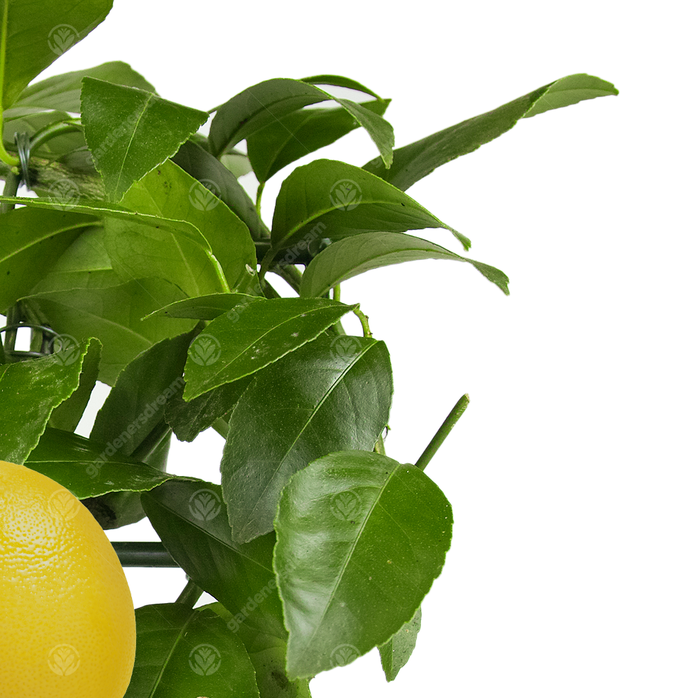 Lemon & Orange Tree Combo Fresh Live Indoor Citrus House Plants in 12 ...