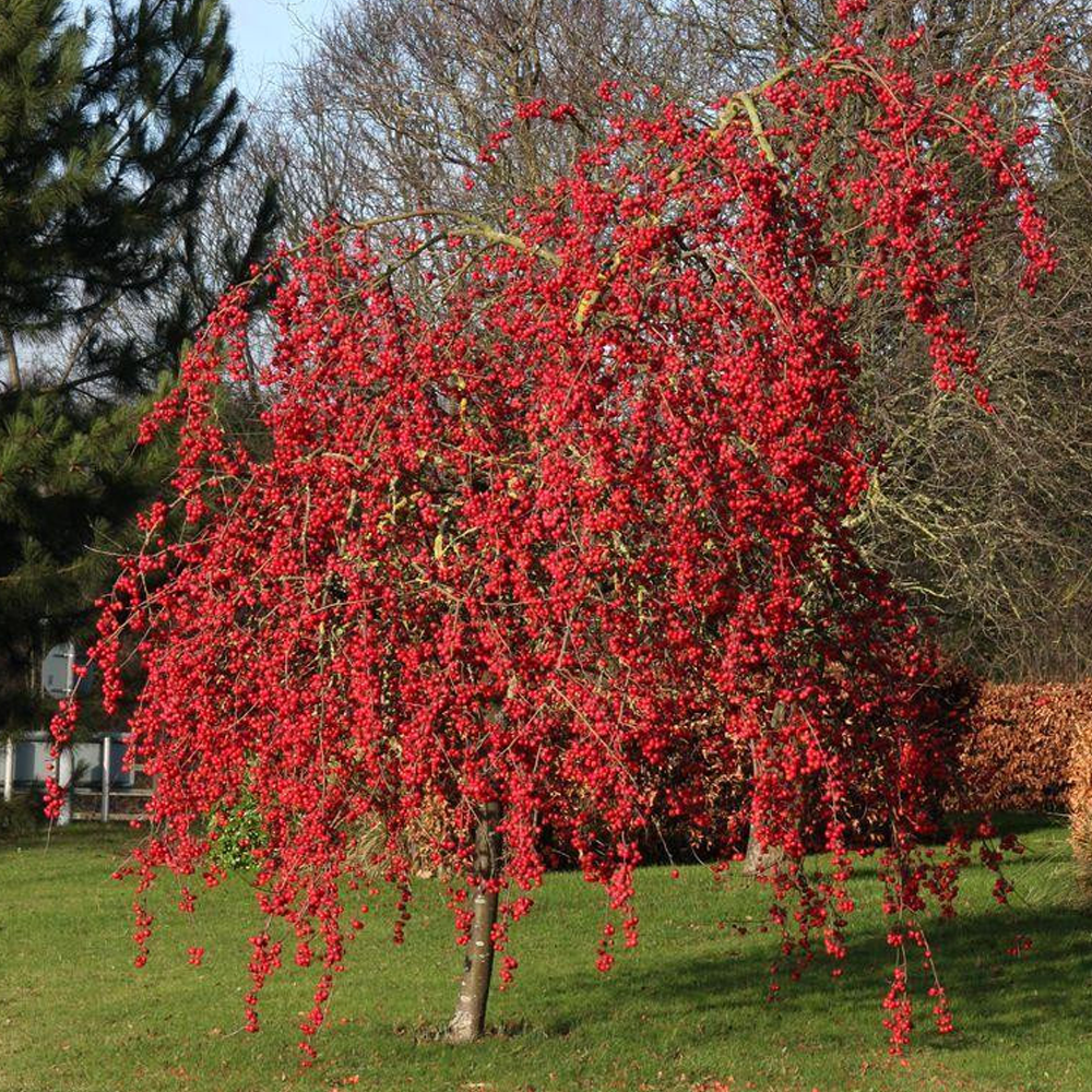 Red crab apple tree - Qasspa