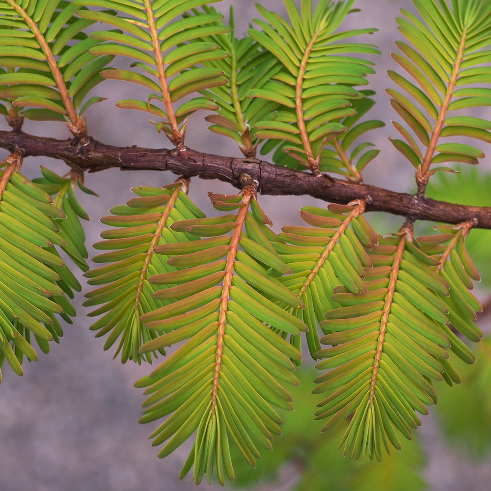 metasequoia amber glow metasequoia amber glow