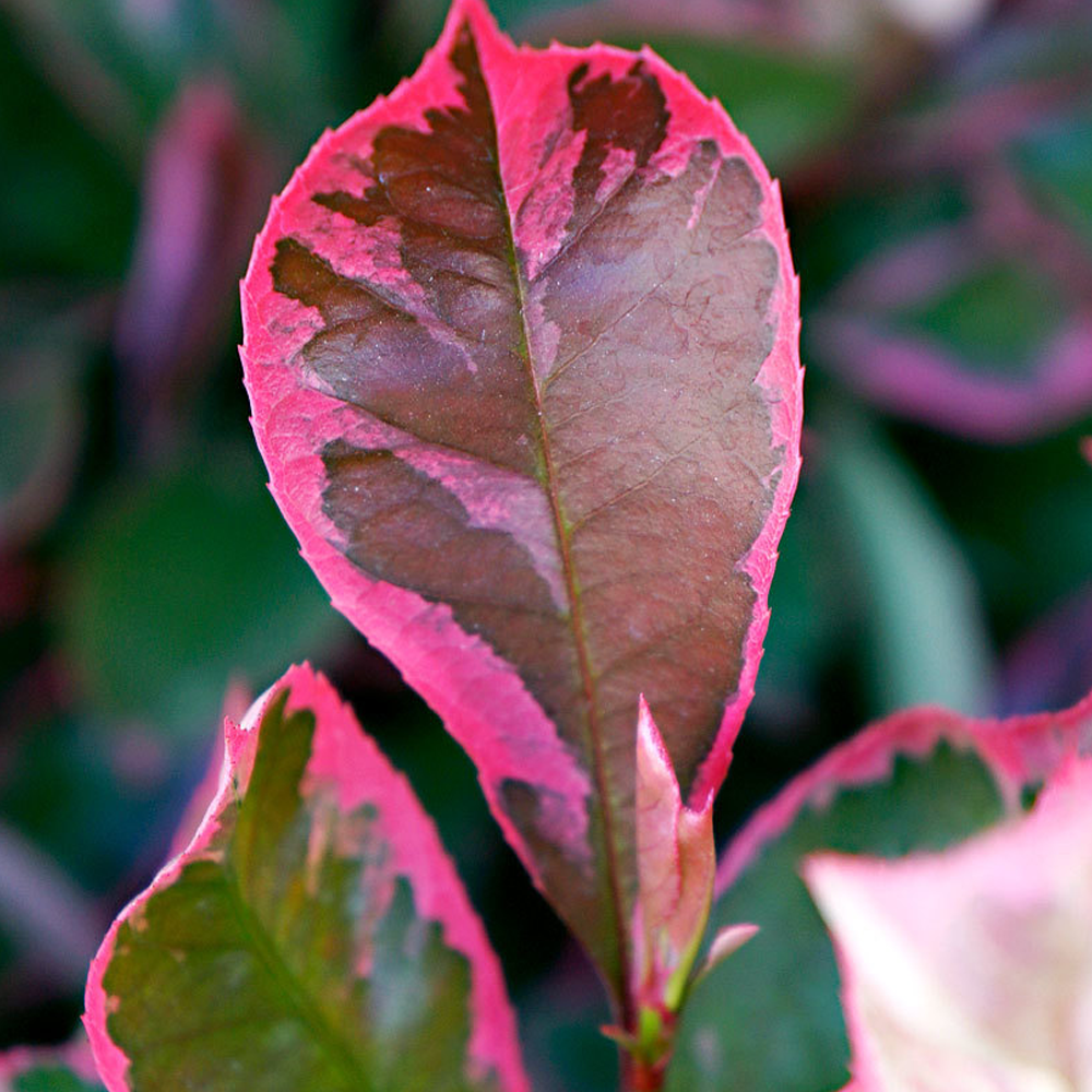 Photinia X fraseri 'Louise' | Variegated Photinia Tree | Ornamental ...