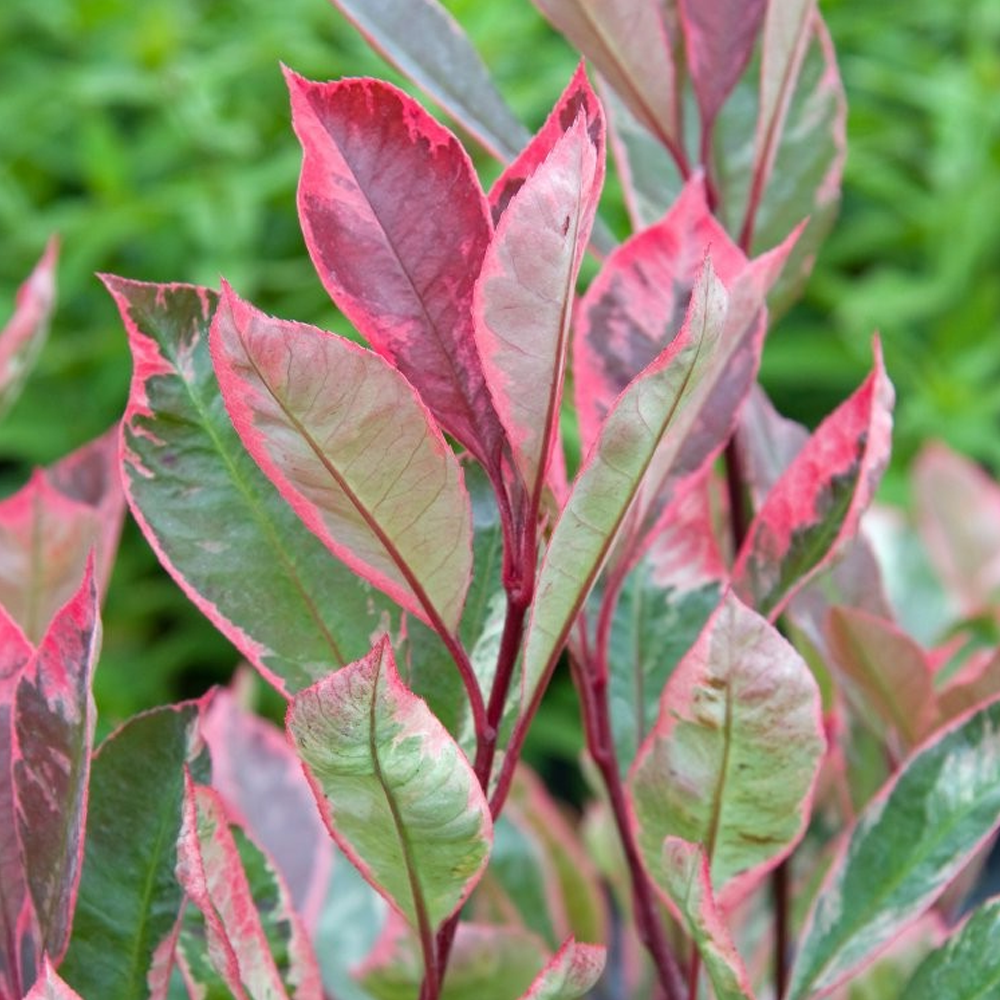 Photinia X fraseri 'Louise' | Variegated Photinia Tree | Ornamental ...