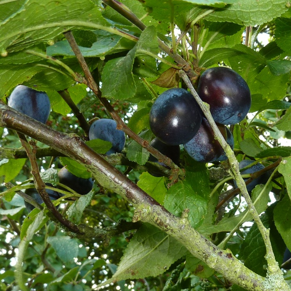 Damson 'Shropshire Prune' Cooking Damson Tree Fruit Tree 45ft eBay