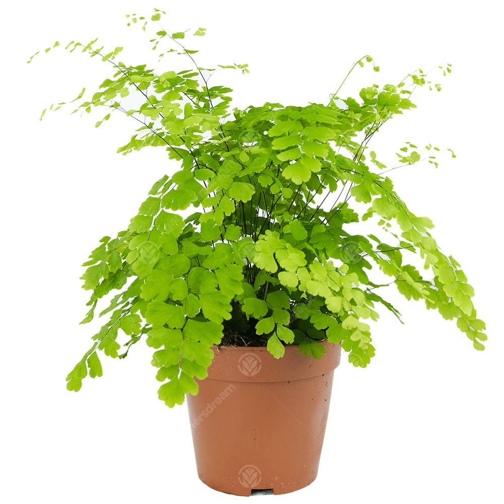 Adiantum Fragrans Maidenhair Fern Indoor Houseplant for Home Office in Plant Pot