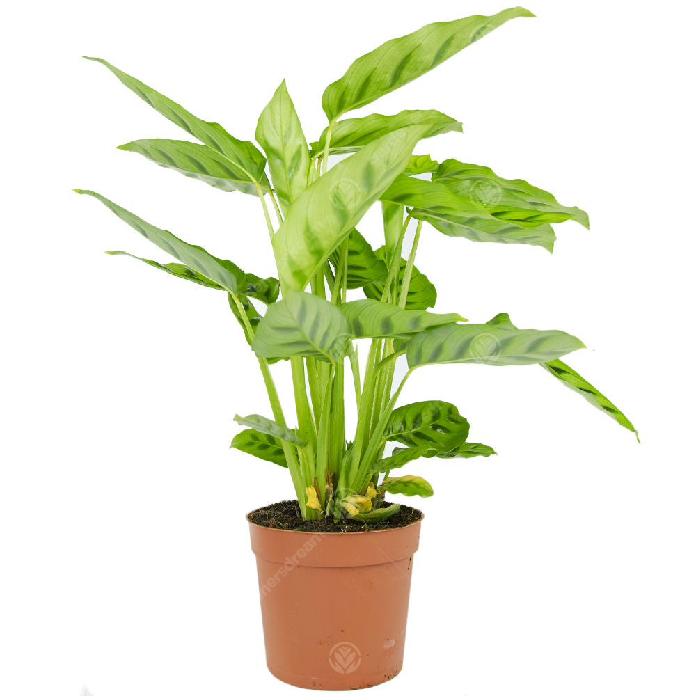 Calathea Leopardina Prayer Plant Decorative Indoor Home Office Houseplant in Pot