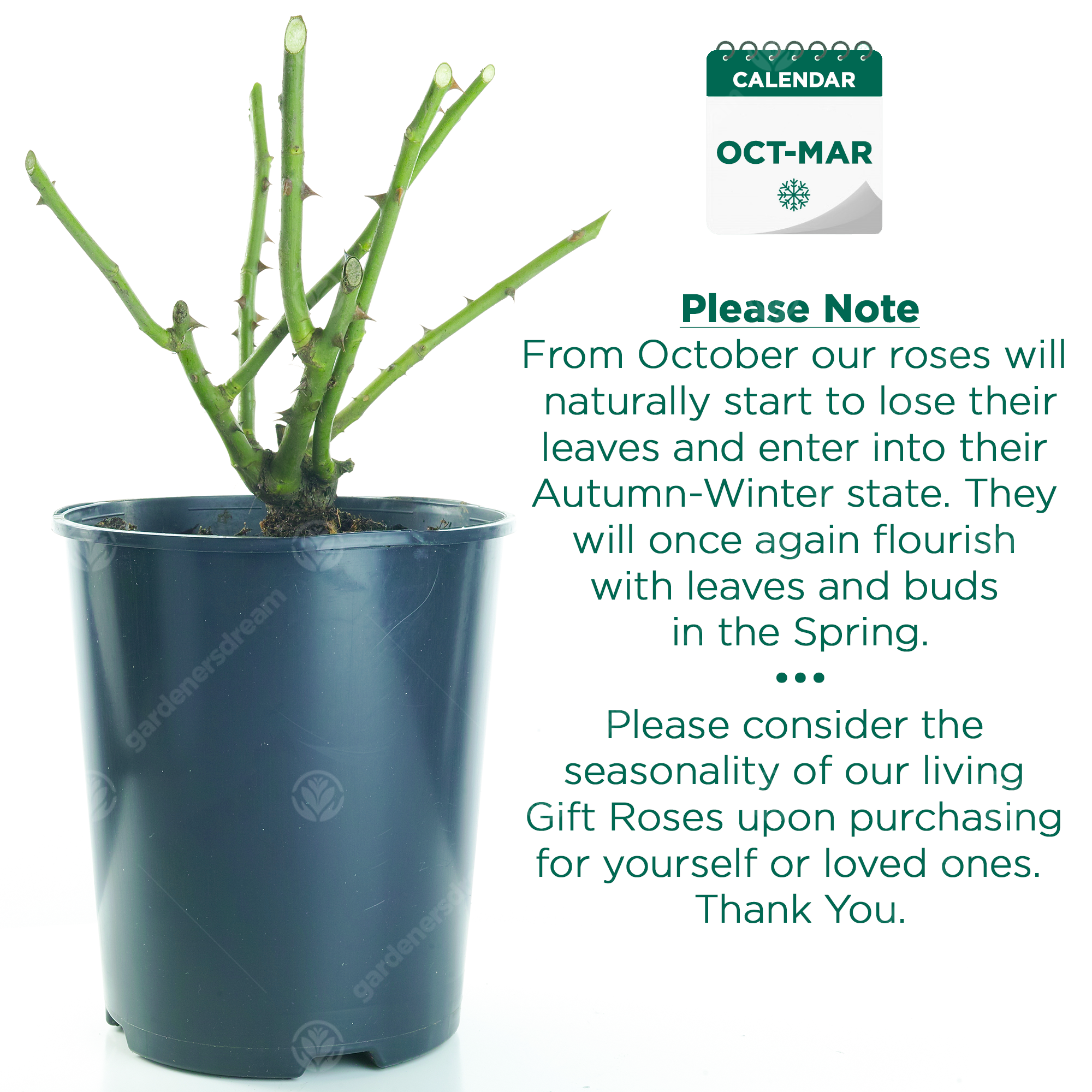 Happy Retirement Rose Retirement Gift Live Rose Bush Plant eBay