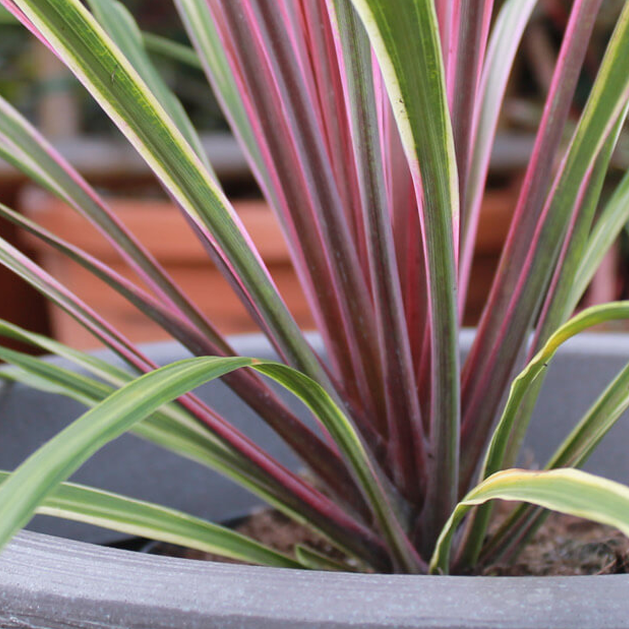 Cordyline Australis Can Can Cabbage Palm Evergreen Garden Shrub 9cm 