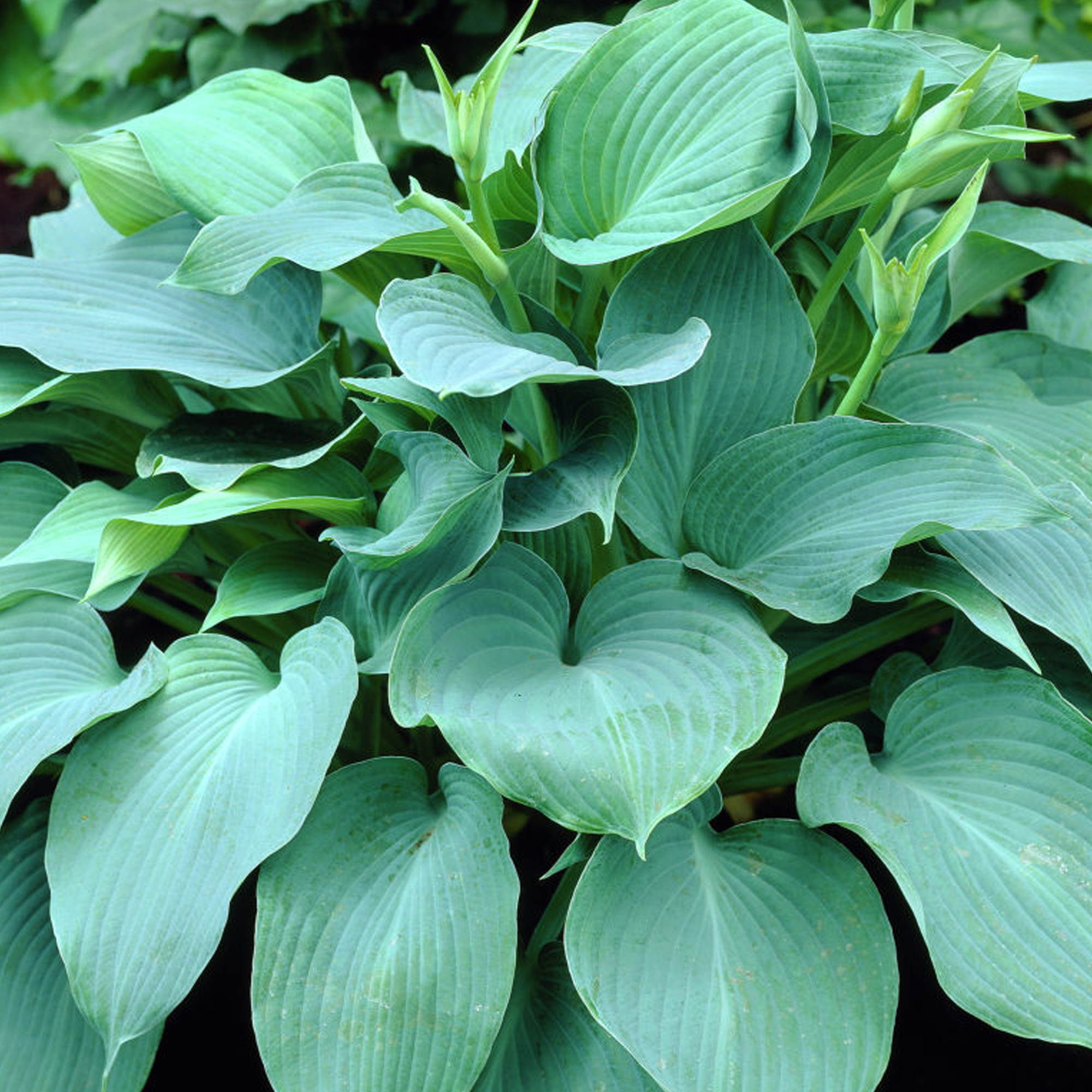 Hosta �Blue Angel� Plantain Lily Deciduous Clump Hardy