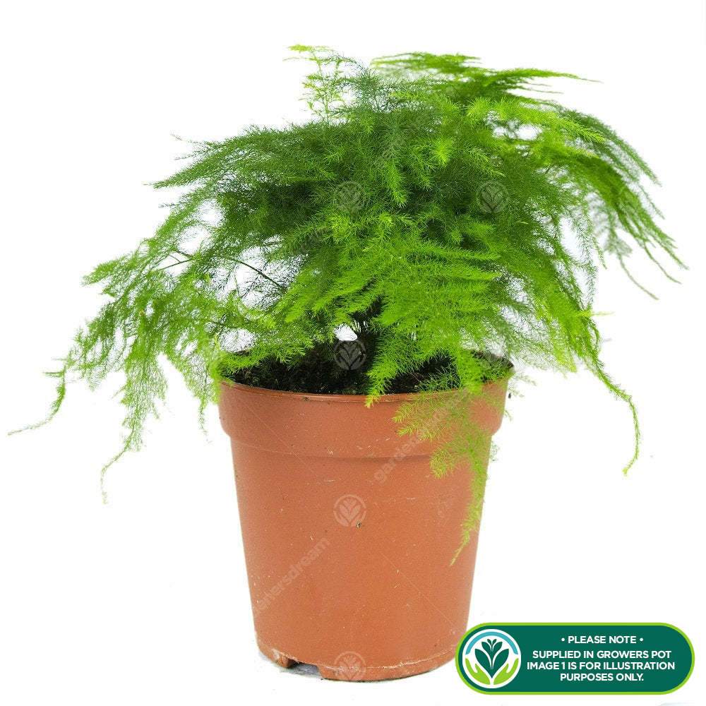 Asparagus Plumosus Indoor Plant 1 x Live Potted Fern Houseplant In