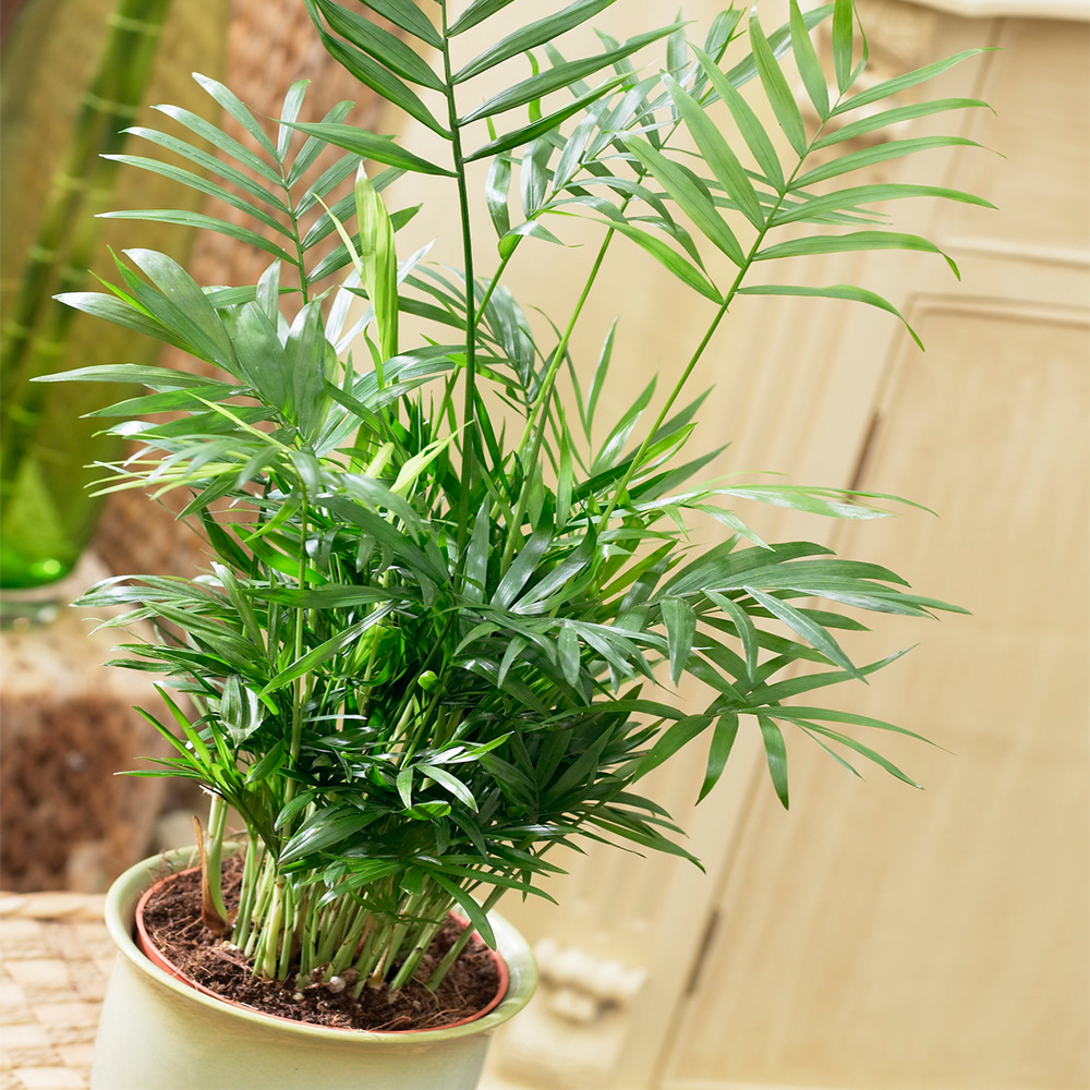 chamaedorea elegans indoor plants cats