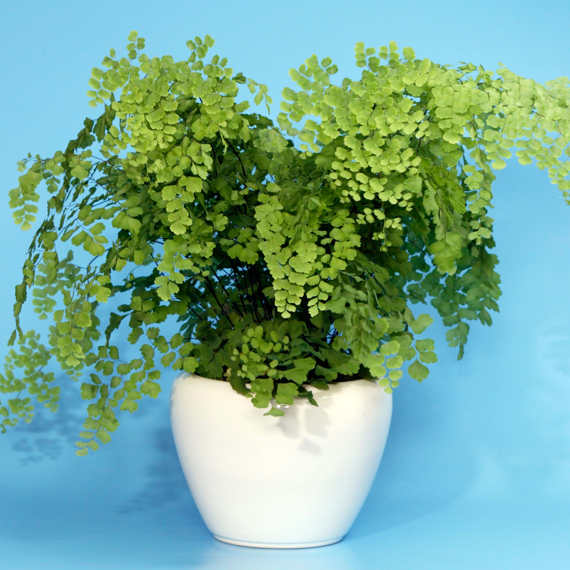 Tropical Adiantum fragrans Delta Maidenhair Plant Live