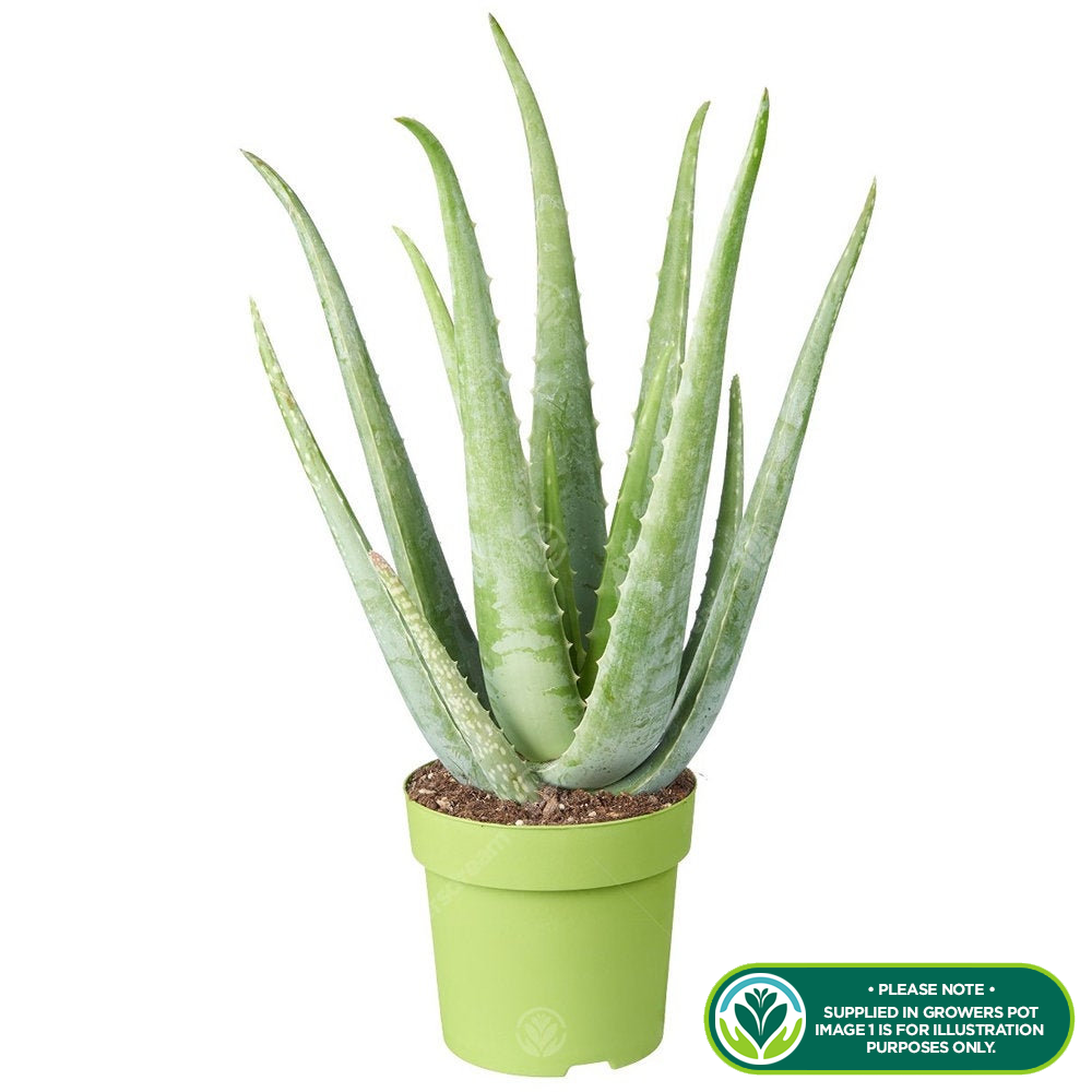 Medicinal Aloe Vera Therapeutic Indoor Office Plant In Pot | eBay