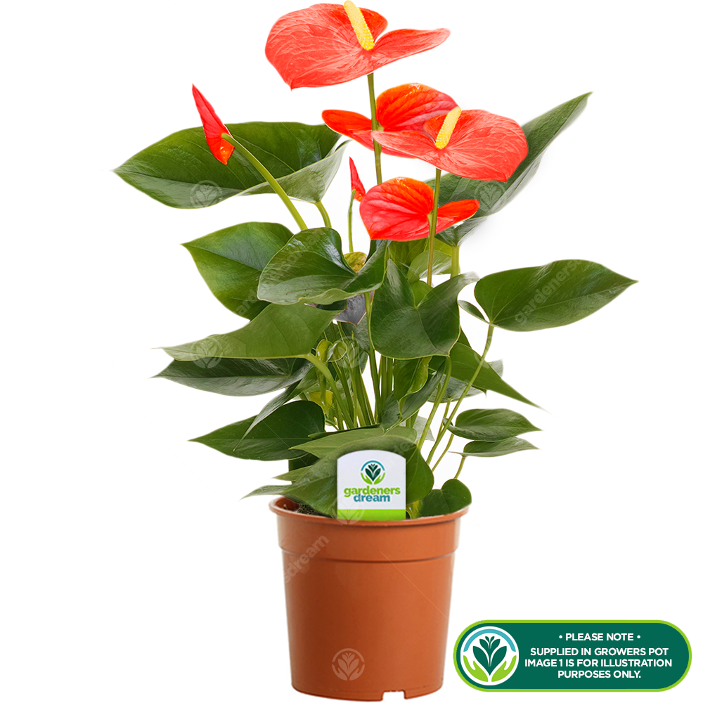 Orange Anthurium Laceleaf Flowering Indoor Ornamental House Plant 13cm Pot eBay