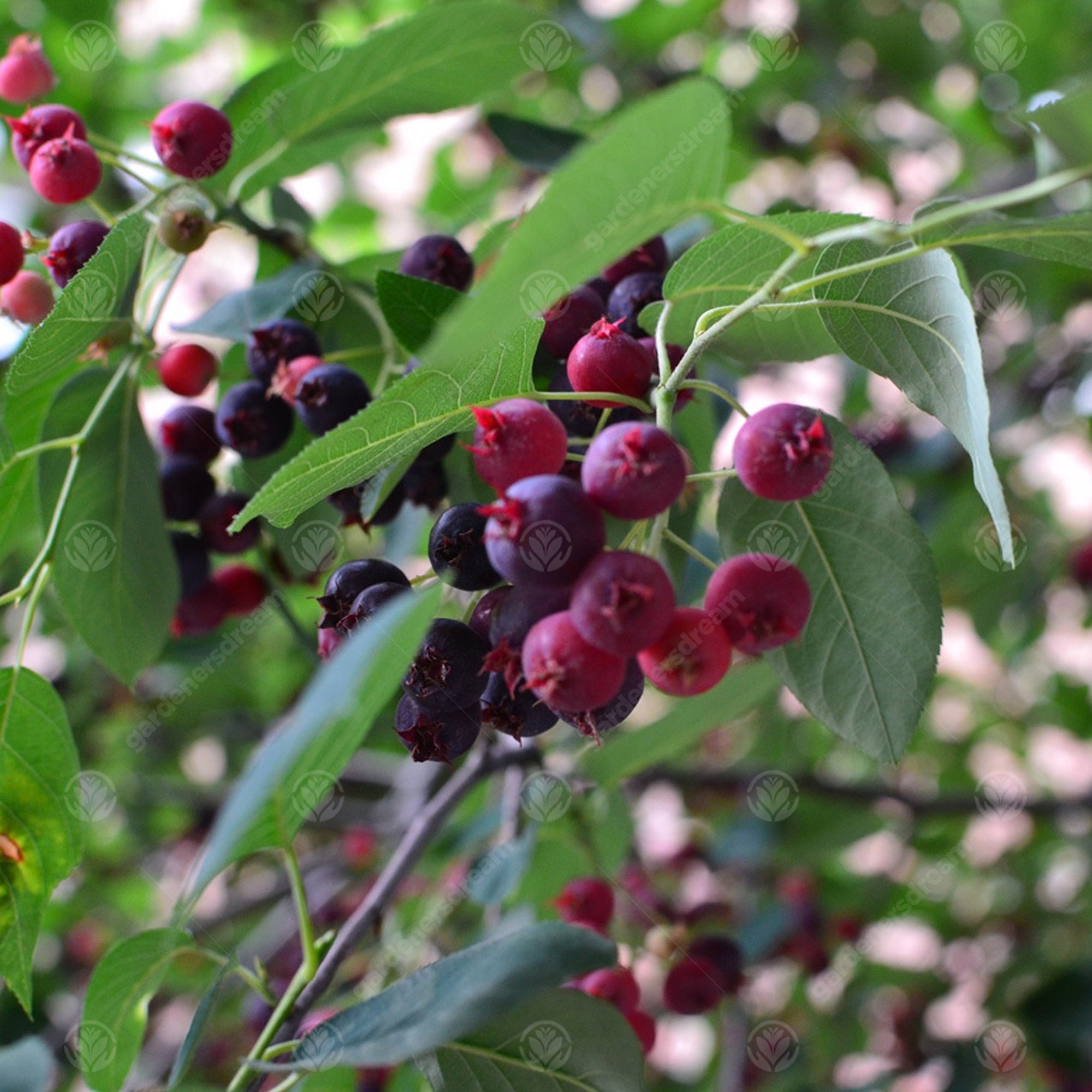 Amelanchier lamarckii Juneberry Ornamental Garden Tree 56ft eBay