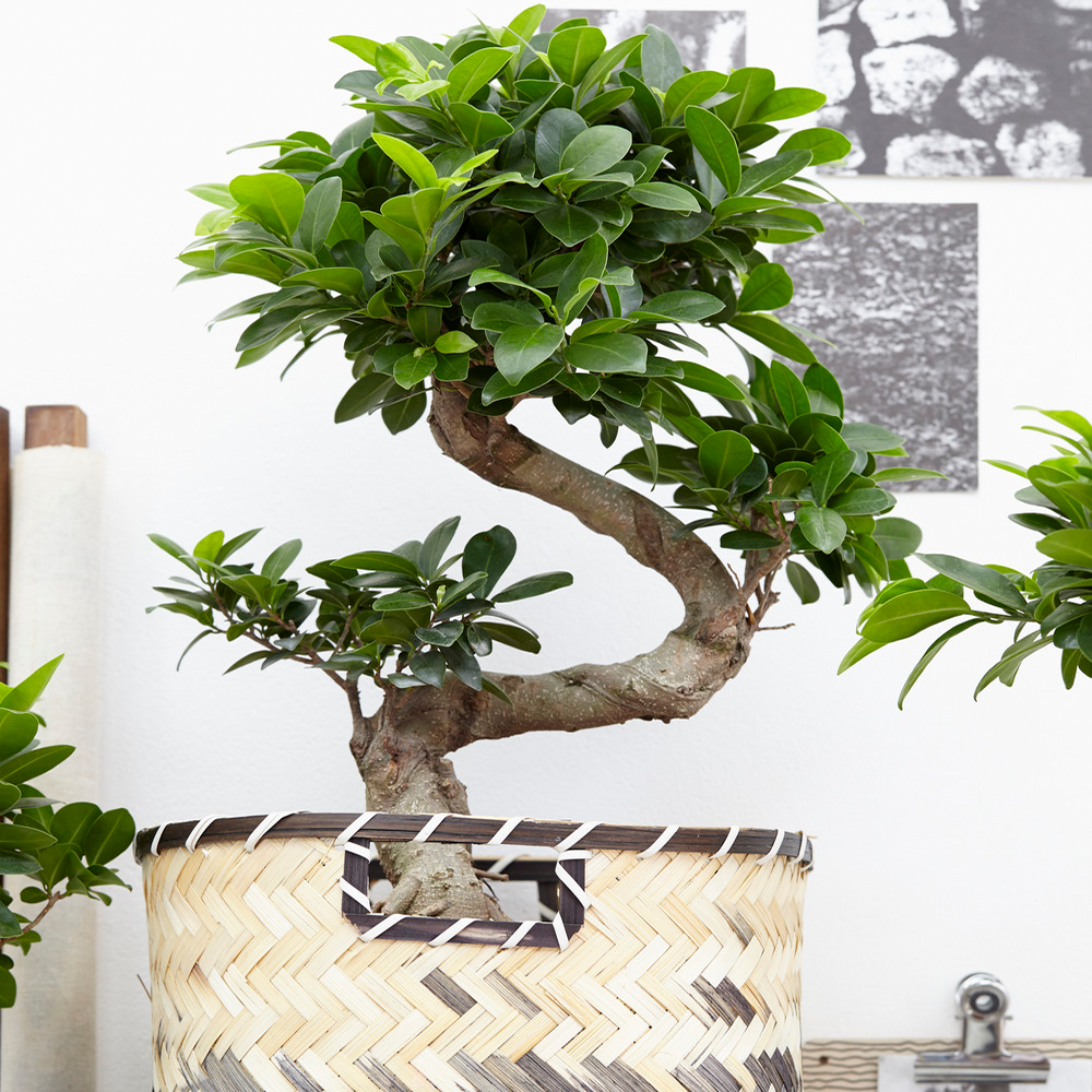 Pot /Ø 17cm Chinese Elm Bonsai Tree Ficus Microcarpa Ginseng Height 40-45cm Tropical Indoor Plant