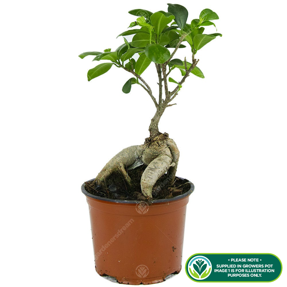 From You Flowers - Barbados Cherry Indoor Potted Bonsai For Birthday Anniversary Get Well Congratulations Thank You All Occasions