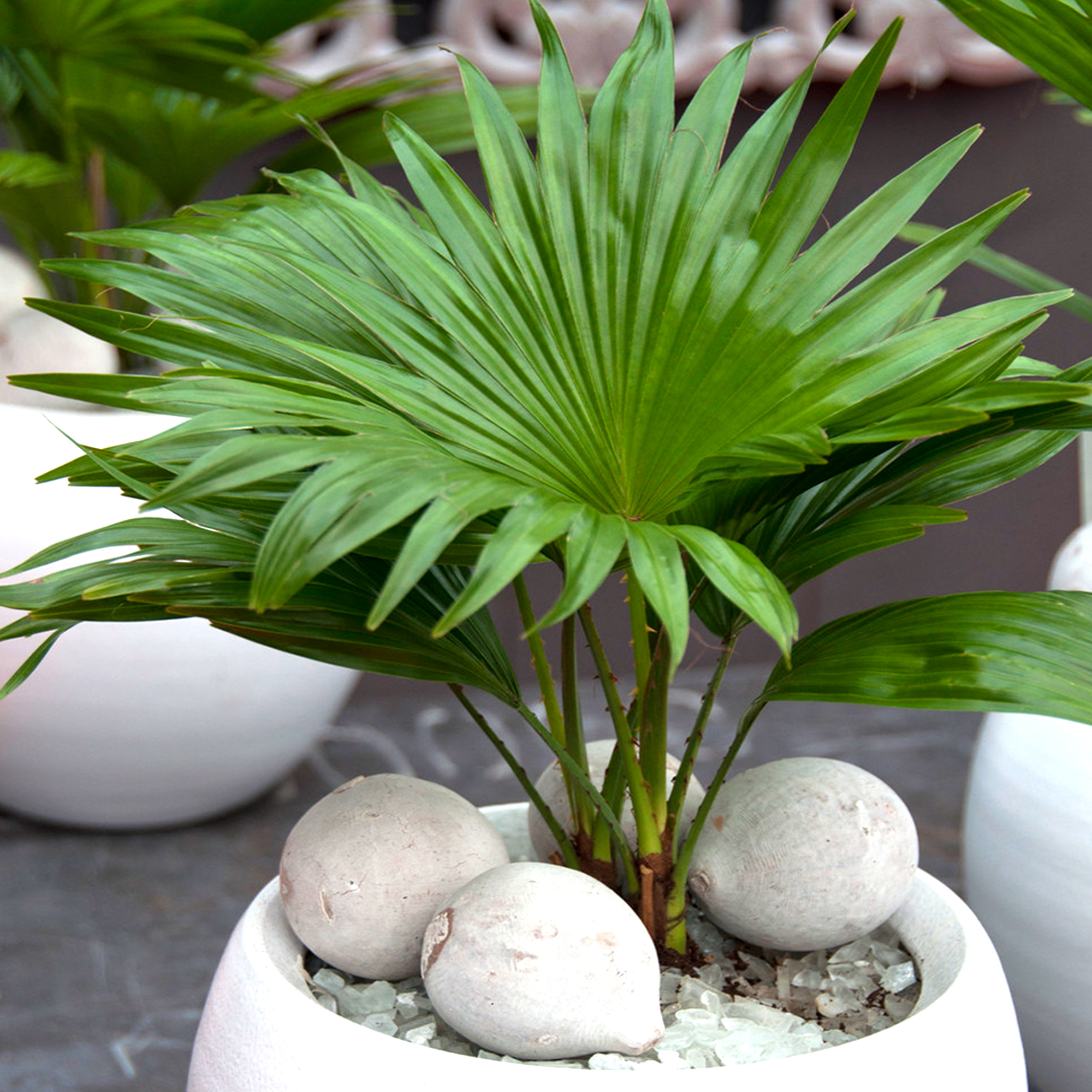 Indoor Houseplant Livistona Palm Decorative Tropical