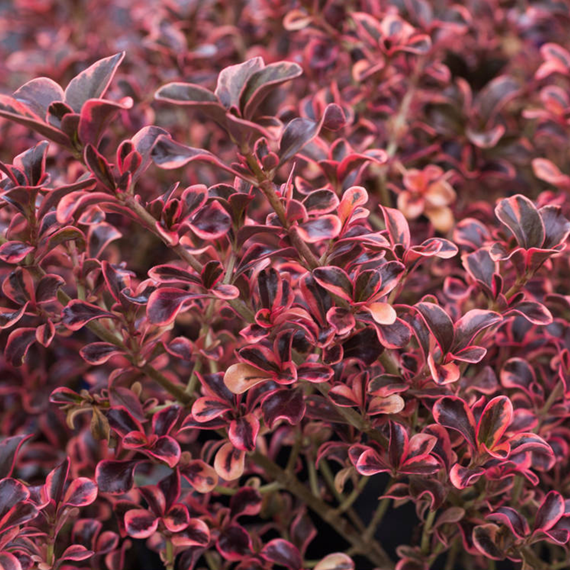 Coprosma �Rainbow Surprise� Mirror Plant Evergreen